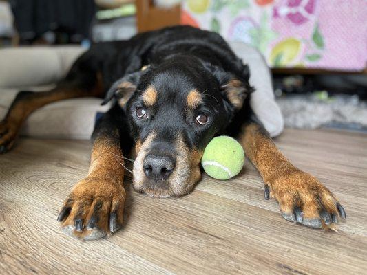 Arizona Animal Hospital