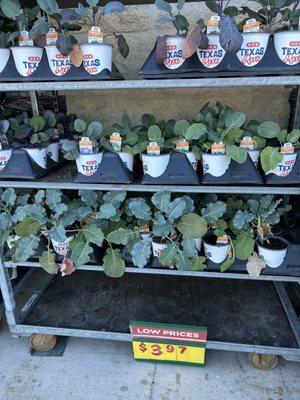 A cabbage plant is twice as expensive as a head of cabbage