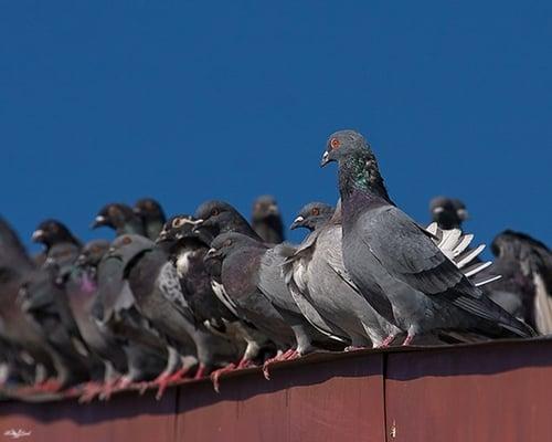 Bird control solutions