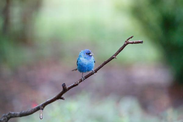 Indigo bunting