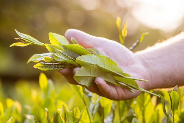 The Great Mississippi Tea Company