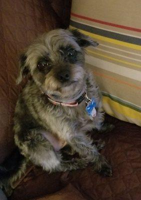 A picture of my dog, Brandi groomed yesterday