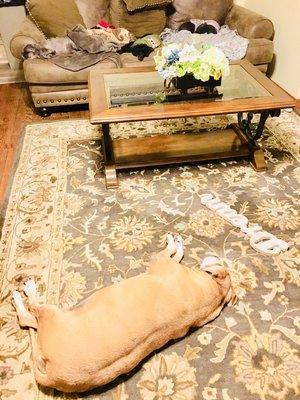 Happy Tails 24/7 Mobile Pet Sitting Services