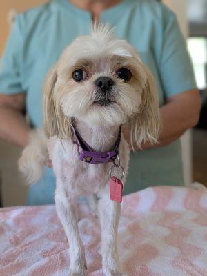 Pawsitively Pristine Grooming