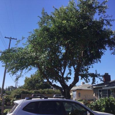 Props Tree & Landscape