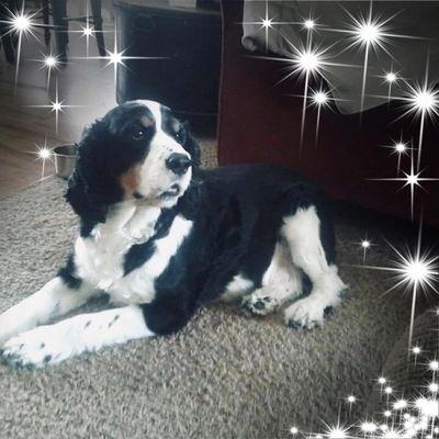 Buddy2 Gave Snake River Vet the highest Springer Spaniel Award 10 paws up high!