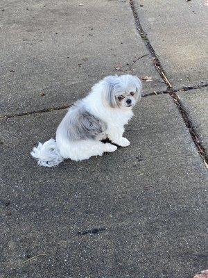 Shih Tzu and Furbaby Rescue