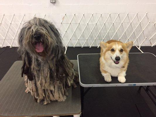 On the left my dog Freya with her best friend from dog school, Greg.