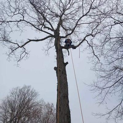 Jose Salinas Tree Service