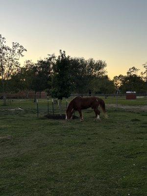 Texas Groundskeepers