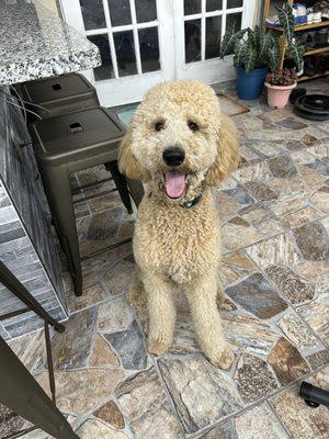 At Home Pet Grooming Services LLC