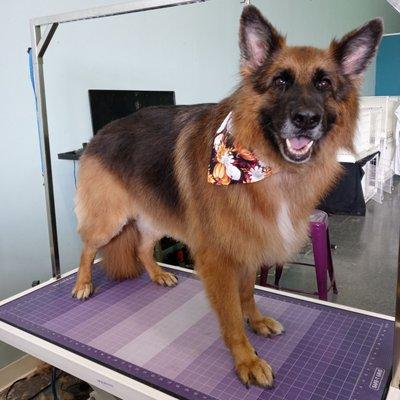 Doggy Stylez Grooming & Boutique