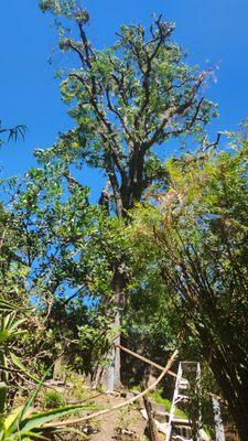 Cesar's Trees Service and Landscaping