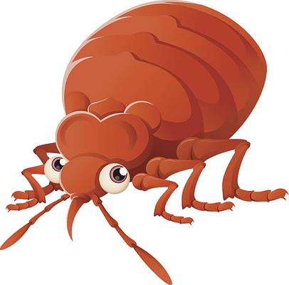 Bed Bug Pictures and Control