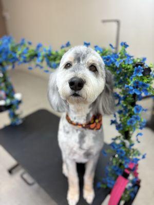 Scooby-Do's Grooming