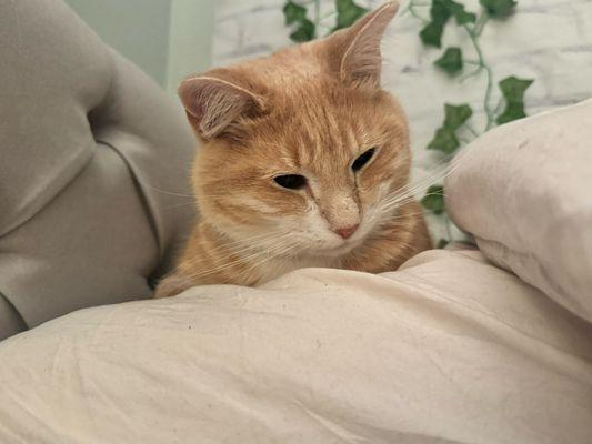 Montgomery Village Veterinary Center