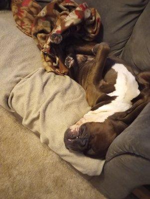 My Greysan Bleu that LOVES his new Dr!!!