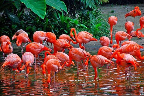 Flamingos