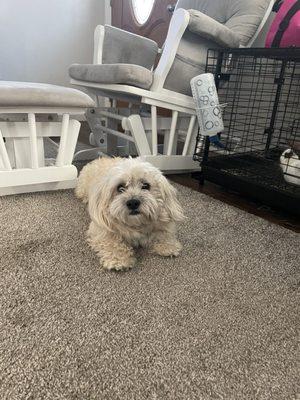 South Jersey Regional Animal Shelter