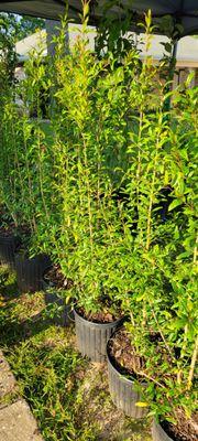 Backyard Orchard & More