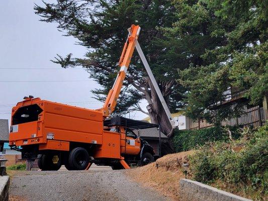 JT & Sons Tree Service