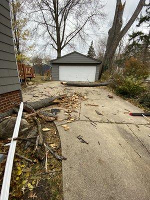 DC Tree & Landscape Design