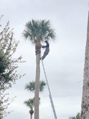 Tree trimming