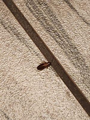 Roach that was in the bathroom.