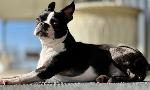 Wills Point Veterinary Clinic