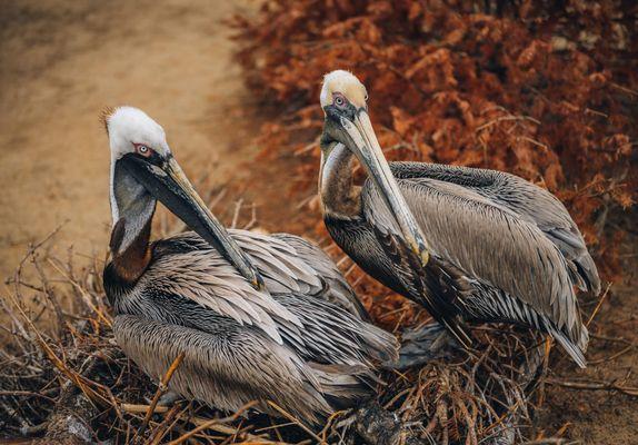 3 Palms Zoo & Education Center