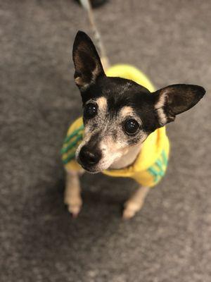 Rei - available for adoption - November 2018