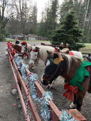 Lang's Horse & Pony Farm Services