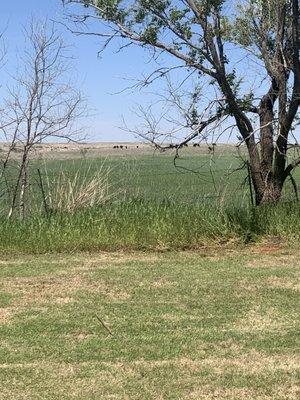 View from the clean dog park!!