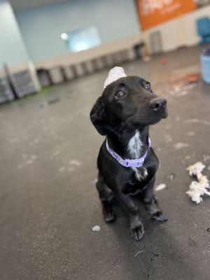 Dogtopia - Orlando East