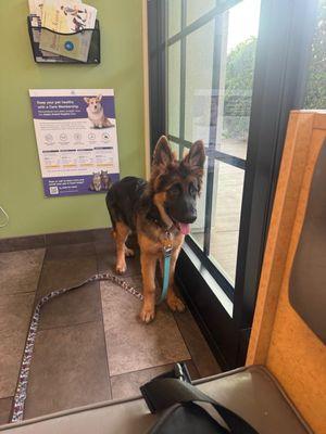 Adobe Animal Hospital South Bay