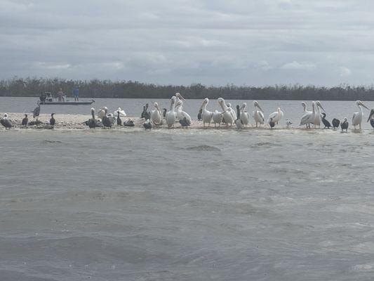 Pelicans fishing!