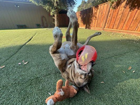 Dublin Creek Kennels