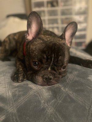 Rapid Xpress Flex Wash