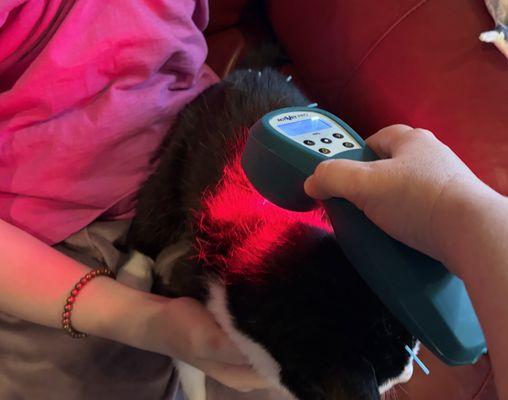 WellPet Integrative Veterinary Care