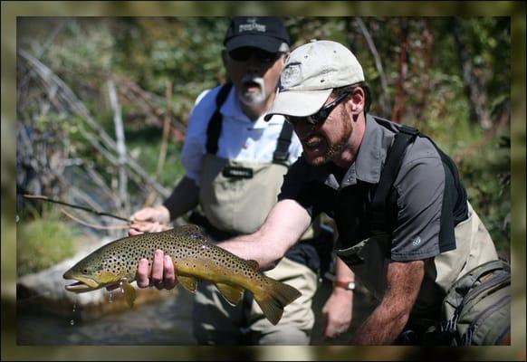 Utah Brown Trout
