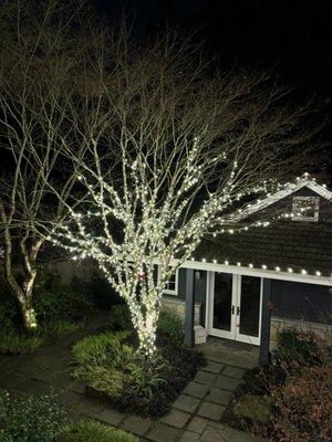 Our team wrapped this beautiful tree with mini Christmas Lights! Customer was VERY happy with how it came out!
