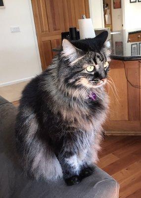 Porters Petsitting Services