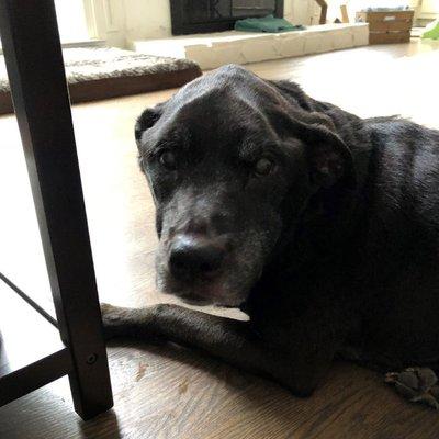 Southern Charm Pet Care