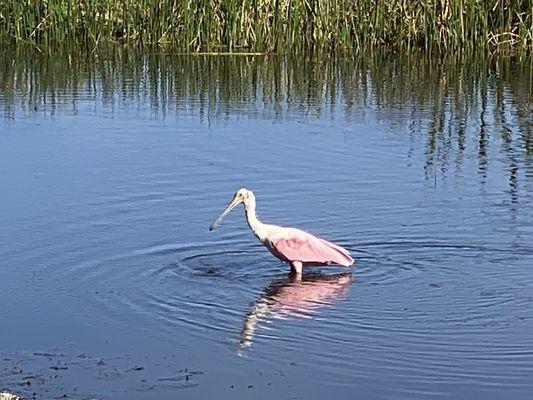 Country Club of Winter Haven