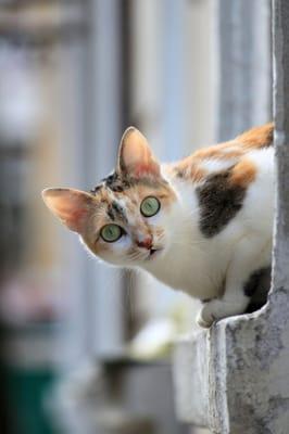 Extra Mile Veterinary Care