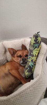 Johnny's Smokeshop & Kava Bar