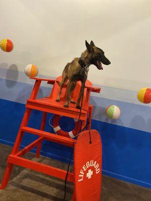 On Point Dog Training