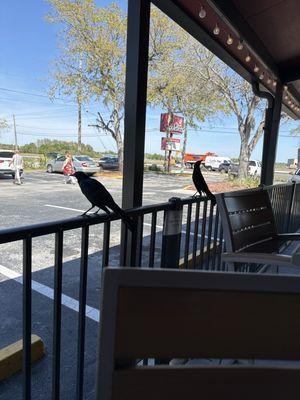 I love these ravens. They're so sweet and you can almost reach out and touch them but I know better.