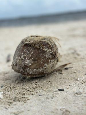 John Pennekamp Coral Reef State Park