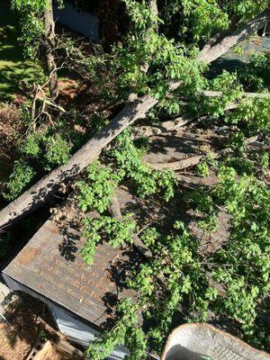 Jonathan’s Tree Service